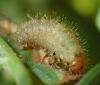 Emarhopa rufa